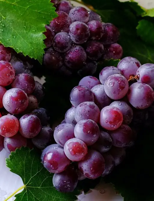 Jak mocować i podlewać winogrona?