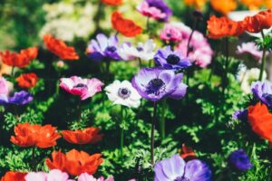 Kwiaty cebulowe do ogrodu – jakie wybrać?