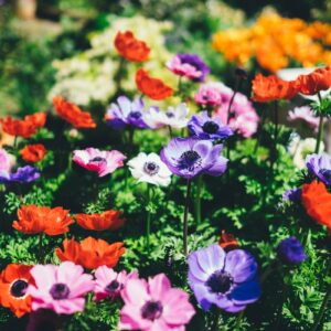Kwiaty cebulowe do ogrodu – jakie wybrać?