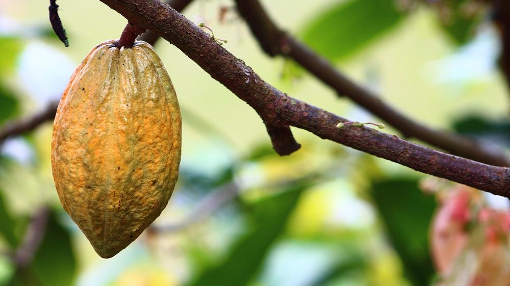 Cocoa production