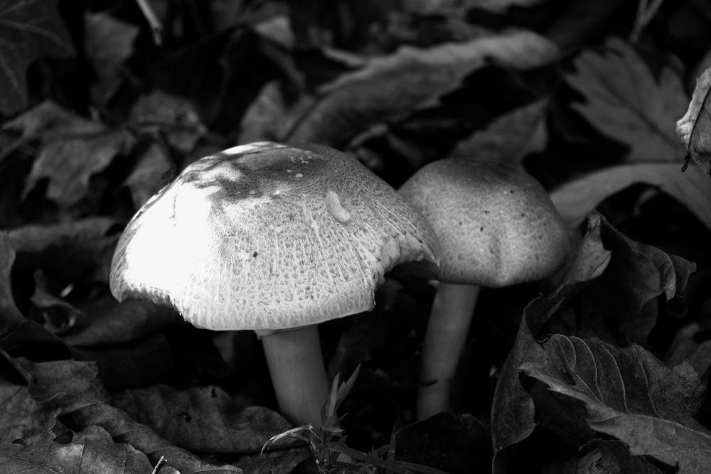 White mushrooms