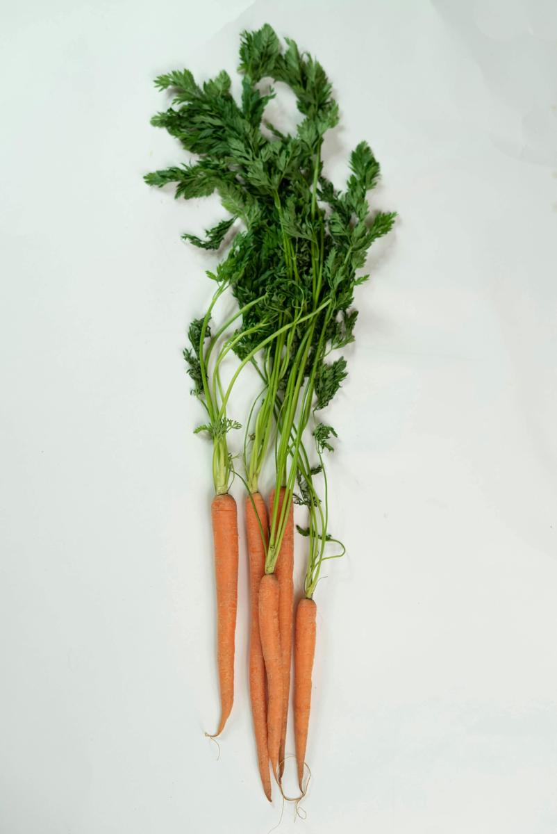 carrot planting