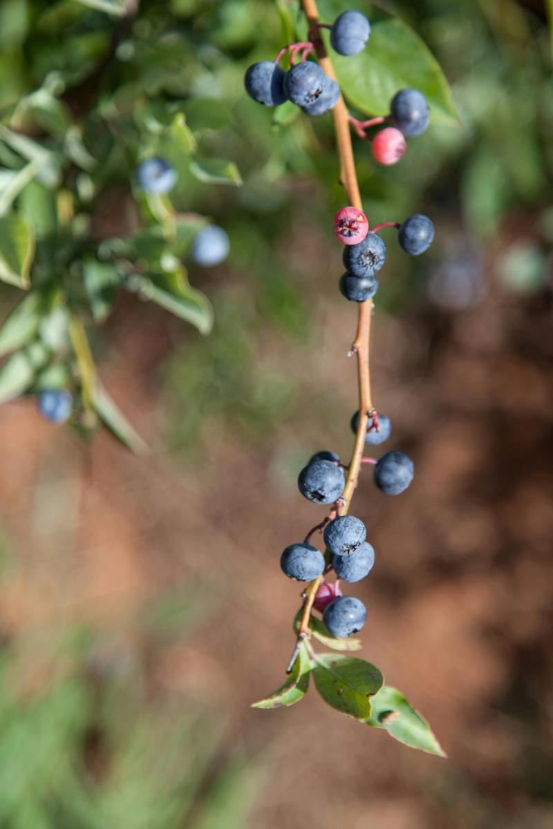 fresh fruits