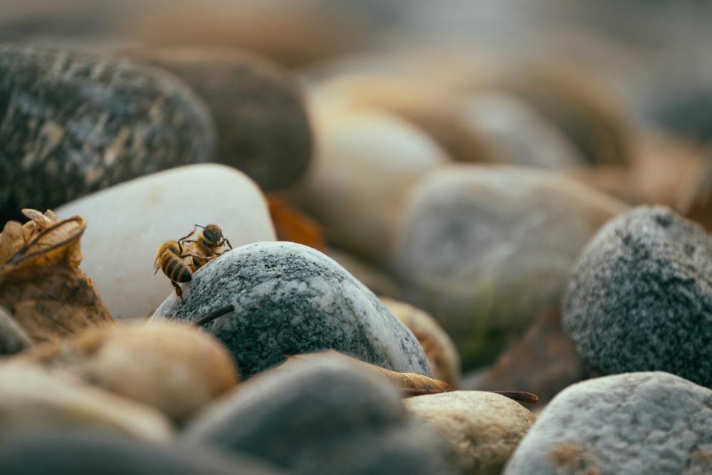 honey bees