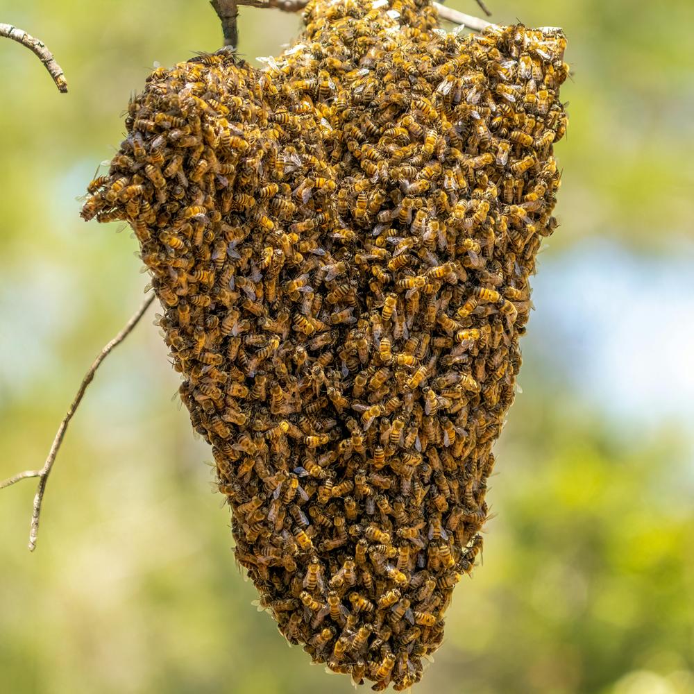 honey bees