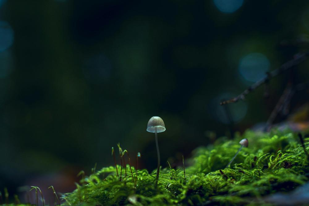 mushroom foraging