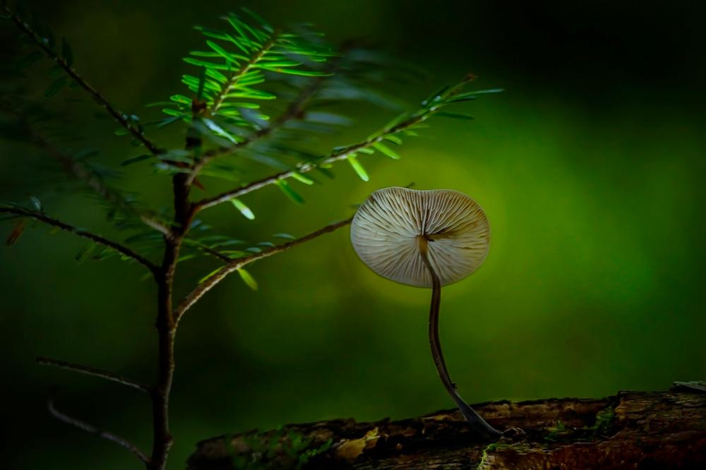 mushroom foraging