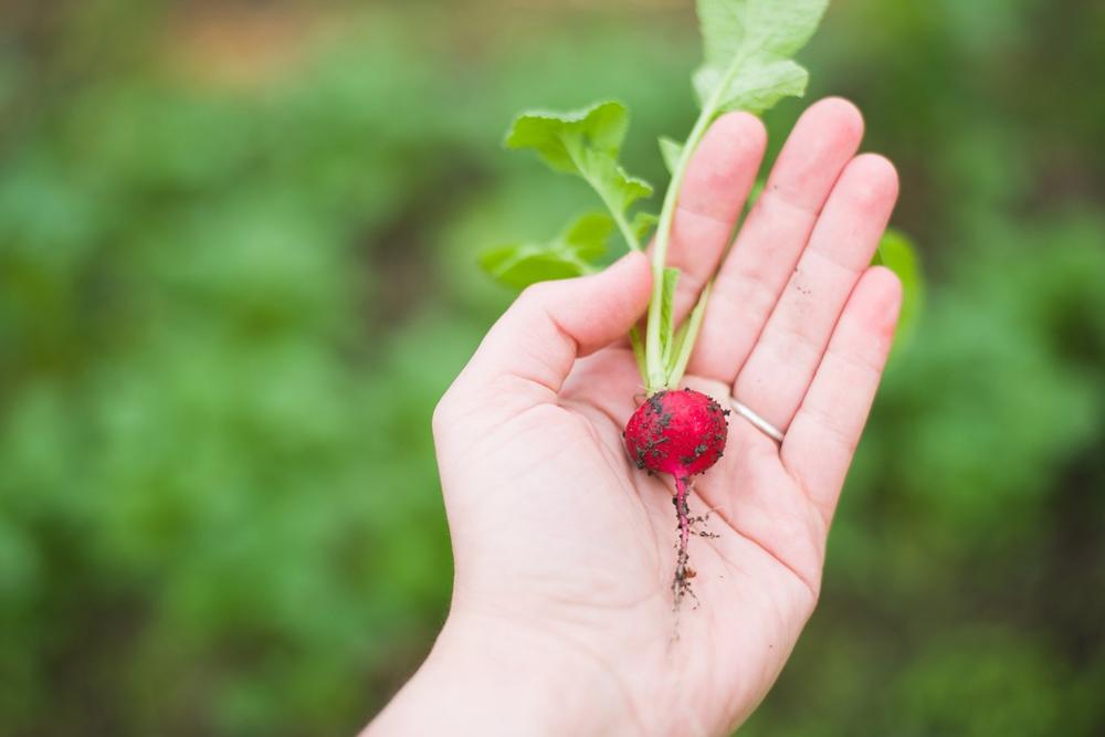 vegetable garden