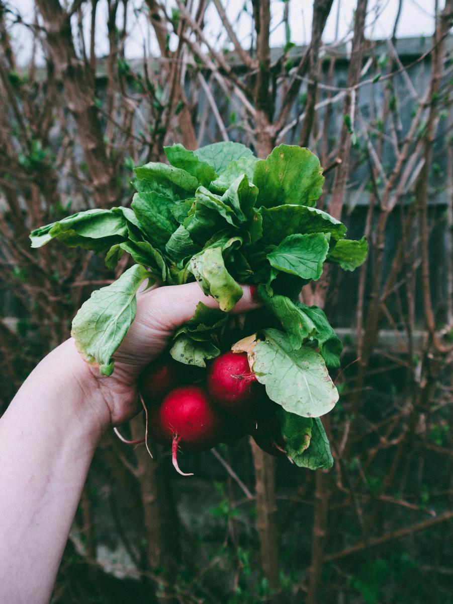 vegetable garden