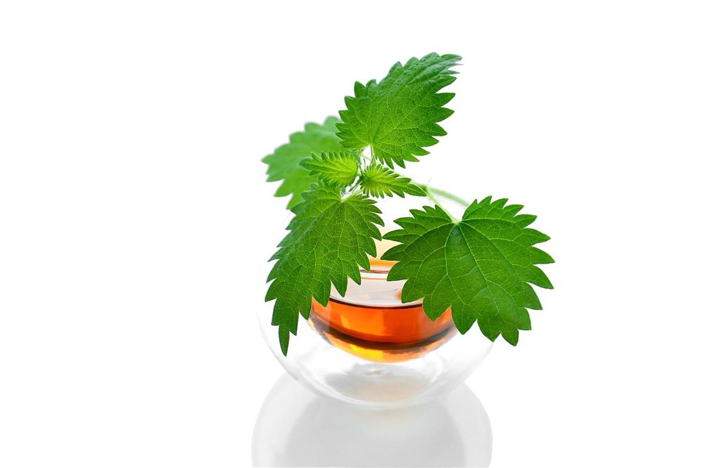nettle harvesting